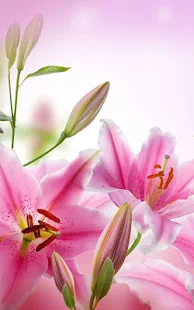 Pink Flowers Live Wallpaper(圖2)-速報App