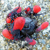 Red Shouldered Bugs
