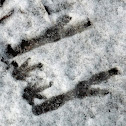 Wallaby footprints