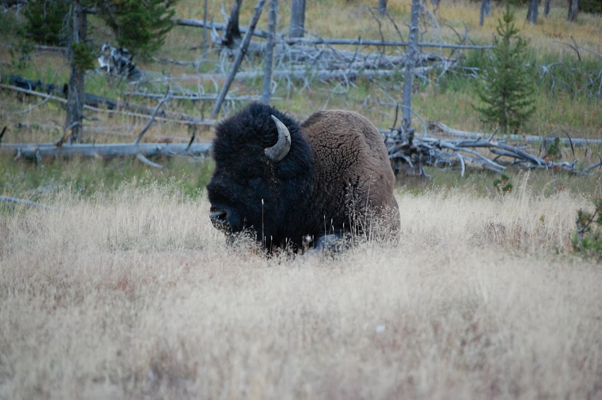 American Bison (Buffalo)