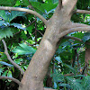 Ulu (Breadfruit) tree
