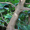 Ulu (Breadfruit) tree