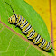 Monarch Caterpillar