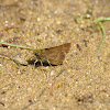 Sand Skipper Butterfly