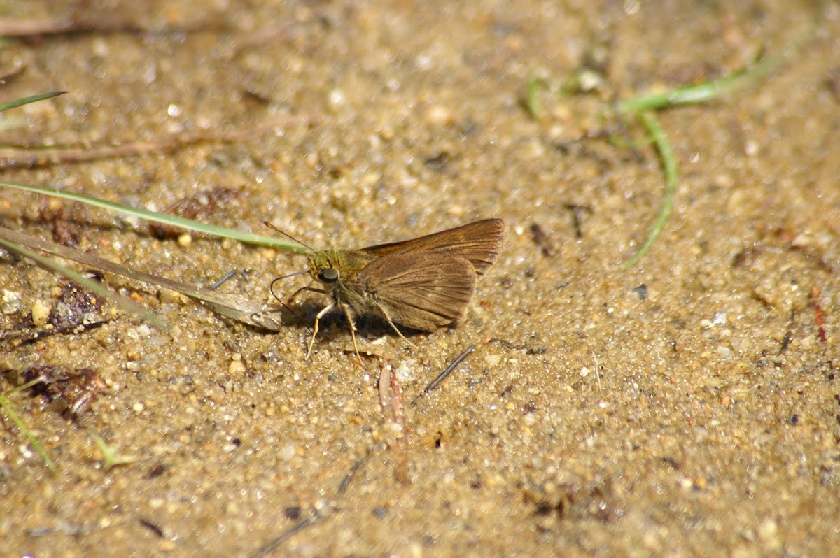 Sand Skipper Butterfly