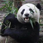 Adorable Pandas Live Wallpaper Apk