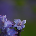 Common Blue-bell