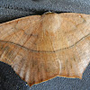 Large Maple Spanworm Moth