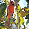 Northern Cardinal (male)