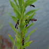 Black and Yellow Mud Dauber