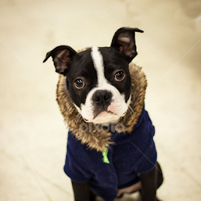 The Visitor by Tonya Sheetz - Animals - Dogs Portraits
