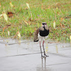 Southern Lapwing