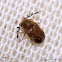 Ptinid (Anobiid) Wood Boring Beetle