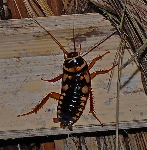 Cockroach nymph