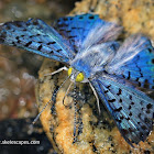 Blue Metalmark Butterfly