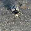 Southern white beach tiger beetle