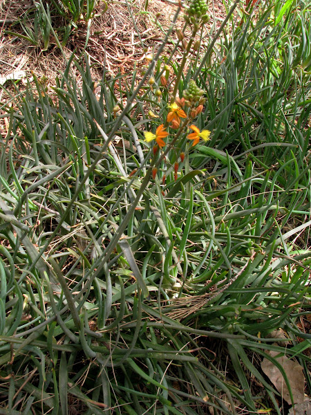 plant power k-25 Noah  Bulbine Orange  Project