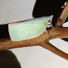 Green Flatid Planthopper