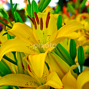 Surprise Lily by Hugh Hazelrigg - Flowers Flower Gardens