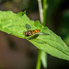 Marmalade Hoverfly (male)