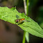 Marmalade Hoverfly (male)