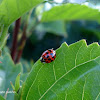 Mariquita - Lady bug