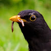 Common Blackbird