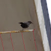 Common Blackbird (Κότσυφας)