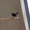 Common Blackbird (Κότσυφας)