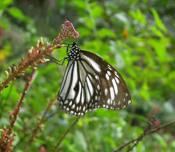 Black Veined Tiger White Tiger Project Noah