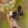 (Mating and Eating) Dagger Flies