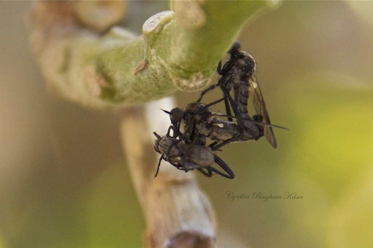 (Mating and Eating) Dagger Flies