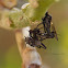 (Mating and Eating) Dagger Flies