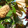 Fruto del magnolio en verano y en otoño.