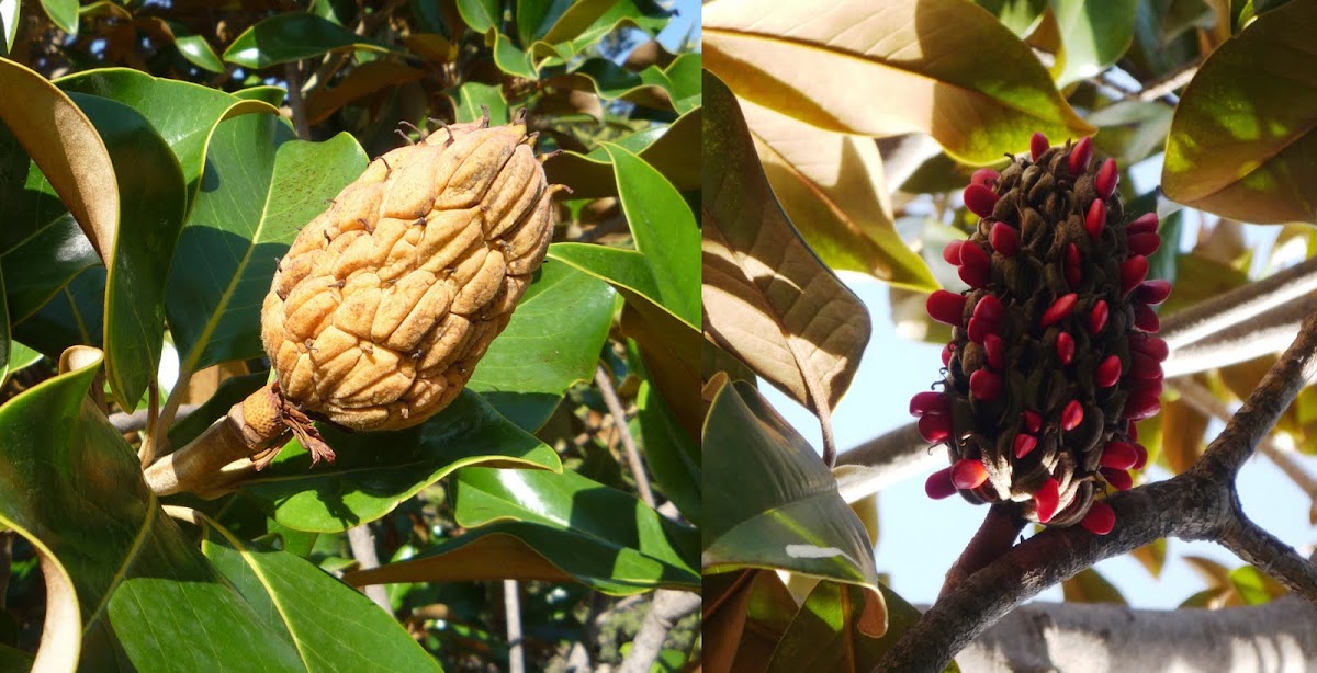 Fruto del magnolio en verano y en otoño.