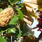 Fruto del magnolio en verano y en otoño.