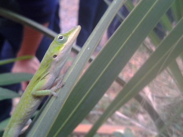 Green Anole