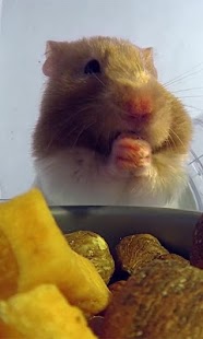 Hamster Eats Live wallpaper Screenshots 4
