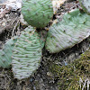 Eastern prickly pear cactus