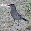 Gray Catbird