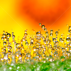 Dew Drops by Sunny Joseph - Nature Up Close Natural Waterdrops