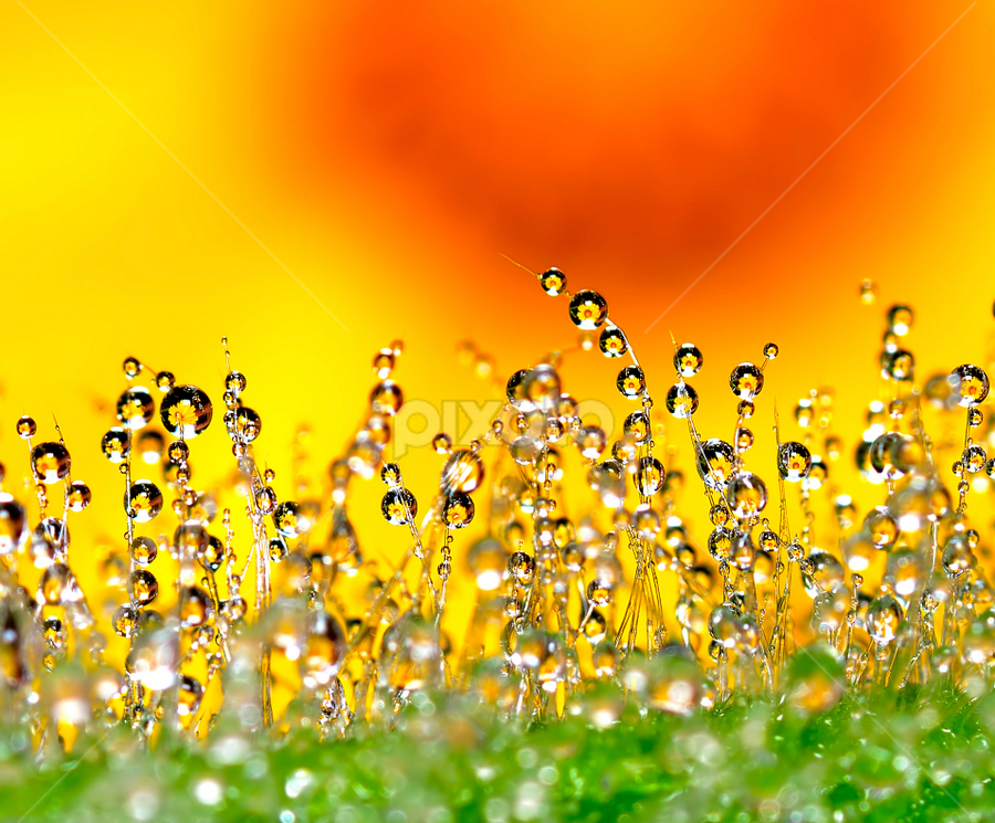 Dew Drops by Sunny Joseph - Nature Up Close Natural Waterdrops