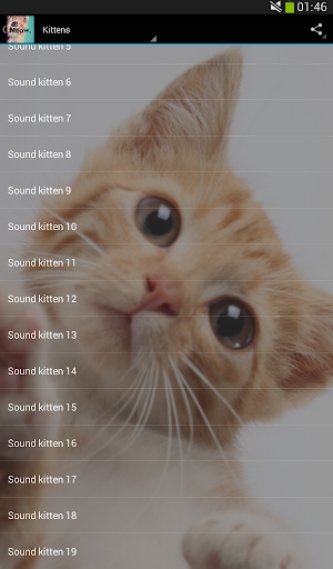 Cats sounds