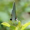 Gray Hairstreak