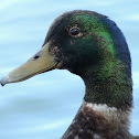 Mallard