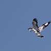 Pied King fisher