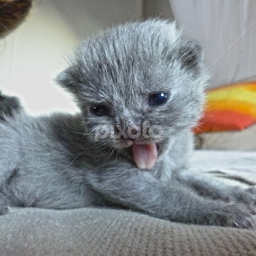 My little kitten cat by Stefano Rho - Animals - Cats Kittens