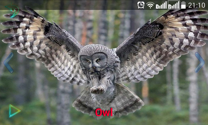 Animal Sounds Screen 2
