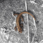 Smooth newt