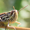 grass hopper (Kurzflügelige Beißschrecke)